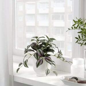 Indoor houseplant with lush green and purple leaves on a bright windowsill.