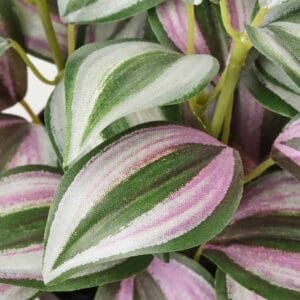 Bright variegated leaves with green, white, and pink hues, perfect for indoor decoration.