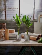 BINTJE Plant pot - Image 6