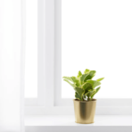 DAIDAI Plant pot - Image 4
