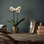 DAIDAI Plant pot - Image 5