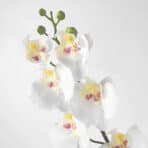 SMYCKA Artificial flower Orchid/white - Image 3
