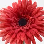 SMYCKA Artificial flower Gerbera/red - Image 2