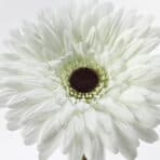 SMYCKA Artificial flower Gerbera/white - Image 2