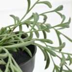 FEJKA Artificial potted plant - Image 3