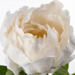 SMYCKA Artificial flower, Peony/white - Image 2