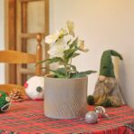 VINTERFINT Artificial potted plant, in/outdoor Christmas rose, 12 cm - Image 3