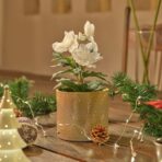 VINTERFINT Artificial potted plant, in/outdoor Christmas rose, 12 cm - Image 4