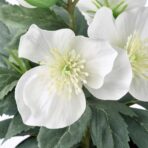 VINTERFINT Artificial potted plant, in/outdoor Christmas rose, 12 cm - Image 6