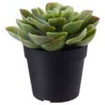 FEJKA Artificial potted plant, in/outdoor Succulent, 9 cm
