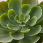 FEJKA Artificial potted plant, in/outdoor Succulent, 9 cm - Image 4