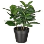 FEJKA Artificial potted plant, in/outdoor Clusia, 12 cm