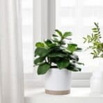 FEJKA Artificial potted plant, in/outdoor Clusia, 12 cm - Image 3