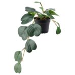 FEJKA Artificial potted plant, in/outdoor hanging/Peperomia, 9 cm