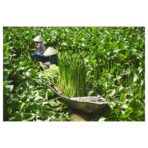 FRIDFULL Plant pot, water hyacinth, 12 cm - Image 3