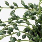 FEJKA Artificial potted plant, in/outdoor String of beads, 9 cm - Image 6