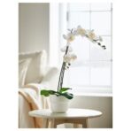 FEJKA Artificial potted plant, Orchid white, 12 cm - Image 2