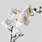 FEJKA Artificial potted plant, Orchid white, 12 cm - Image 3