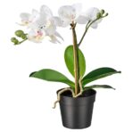 FEJKA Artificial potted plant, Orchid white, 9 cm