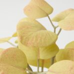 FEJKA Artificial potted plant w pot, set of 3, in/outdoor leaves, 6 cm - Image 6