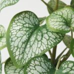 FEJKA Artificial potted plant, in/outdoor Caucasian forget-me-not, 9 cm - Image 5