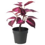 FEJKA Artificial potted plant, in/outdoor Painted nettle/red, 9 cm