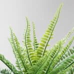 FEJKA Artificial potted plant, in/outdoor fern, 9 cm - Image 5