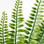 FEJKA Artificial potted plant, in/outdoor fern, 9 cm - Image 6