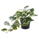 FEJKA Artificial potted plant, in/outdoor/Wax plant hanging, 9 cm