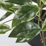 FEJKA Artificial potted plant, in/outdoor/Wax plant hanging, 9 cm - Image 3