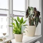 SVÄMSKOG Self-watering insert, terracotta/transparent, 25 cl - Image 3