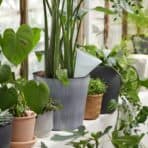 SVÄMSKOG Self-watering insert, terracotta/transparent, 70 cl - Image 2