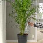 SVÄMSKOG Self-watering insert, terracotta/transparent, 70 cl - Image 4