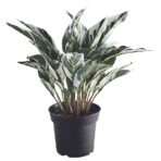 FEJKA Artificial potted plant, in/outdoor calathea, 15 cm