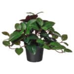 FEJKA Artificial potted plant, in/outdoor Jewel orchid, 9 cm