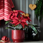 VINTERFINT Plant pot, in/outdoor/red, 12 cm - Image 2