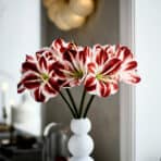 VINTERFINT Artificial flower, in/outdoor Amaryllis/red white, 60 cm - Image 2