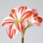 VINTERFINT Artificial flower, in/outdoor Amaryllis/red white, 60 cm - Image 4