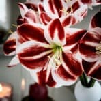 VINTERFINT Artificial flower, in/outdoor Amaryllis/red white, 60 cm - Image 3