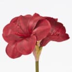 VINTERFINT Artificial flower, in/outdoor Amaryllis/red, 60 cm - Image 2