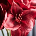 VINTERFINT Artificial flower, in/outdoor Amaryllis/red, 60 cm - Image 3
