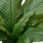 FEJKA Artificial potted plant, in/outdoor Crocodile fern, 12 cm - Image 4