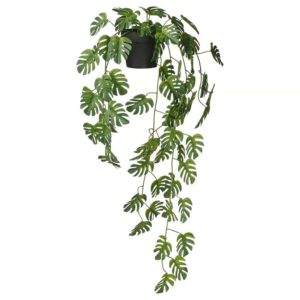 Decorative Monstera houseplant in a black pot, ideal for modern home decor and air purification.