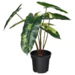 Healthy indoor tropical plant for home decor and gift ideas. Perfect for adding greenery to your space.