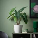 Elegant houseplant in a white pot, perfect for home decor and adding fresh green ambiance to living spaces.