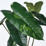 Lush, glossy tropical plant leaves showcasing vibrant green foliage for home decor.