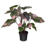 Variegated pink and green houseplant, ideal for home decoration and indoor gardening.