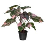 Variegated pink and green houseplant, ideal for home decoration and indoor gardening.