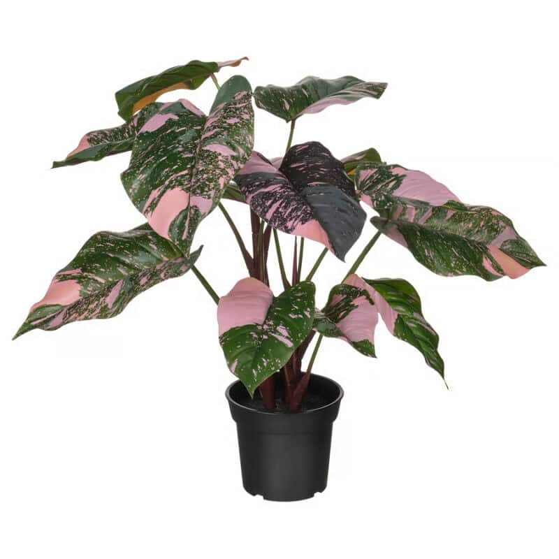 Variegated pink and green houseplant, ideal for home decoration and indoor gardening.