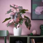Vibrant pink and green Caladium plant in stylish white pot with modern decor and pink wall background.
